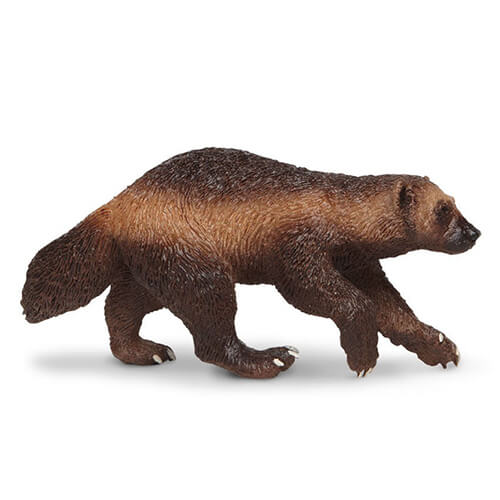 180429 Safari【クズリ】